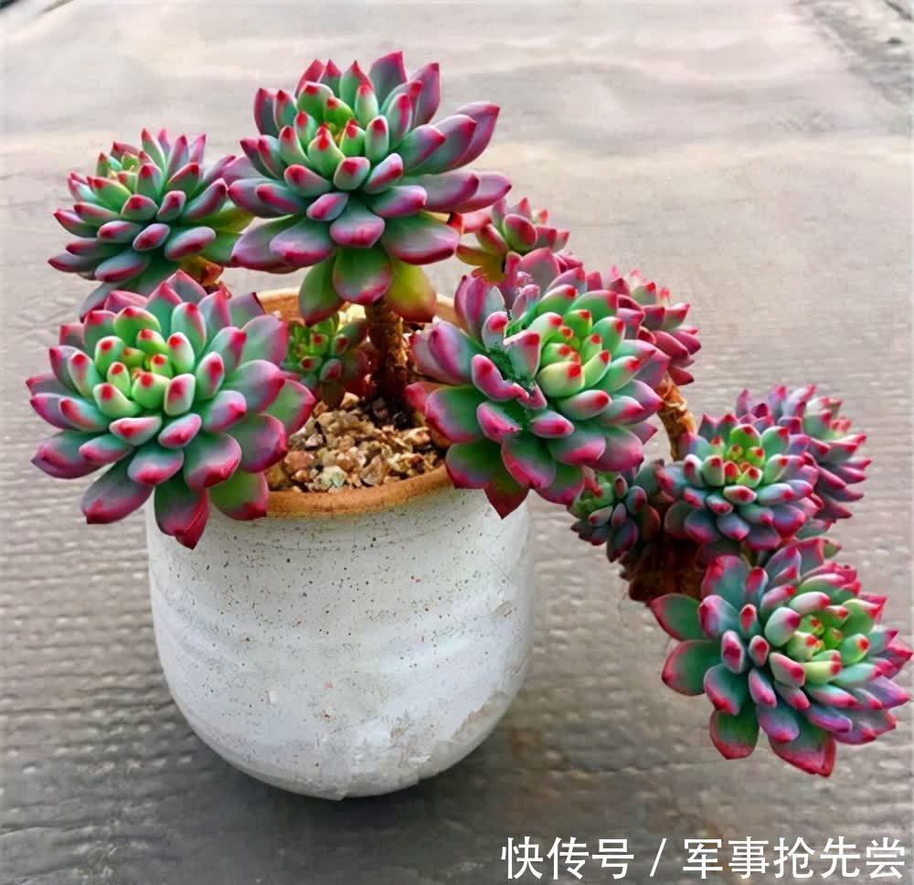 秋冬|他养多肉10多年,总结出9个易出“高价老桩”的品种,适合新手