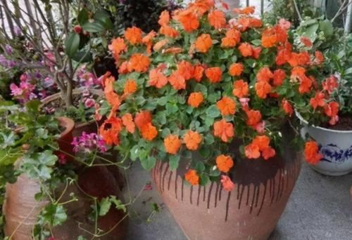 养花有“4要求”,不懂得的人,别再说自己会养花了