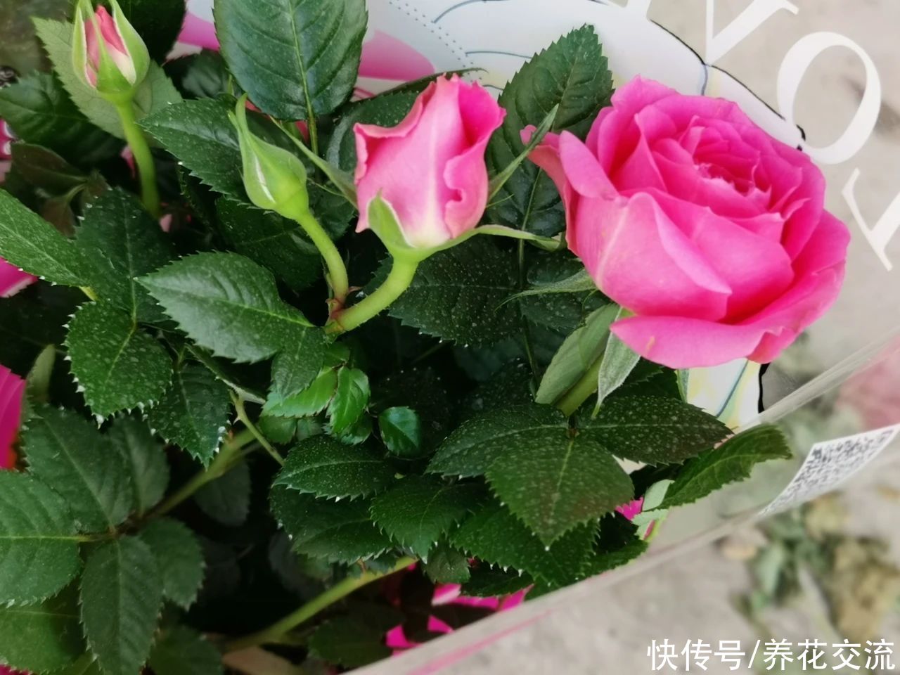 冬季买花“坑”很多，做好这几点，少吃亏，少上当