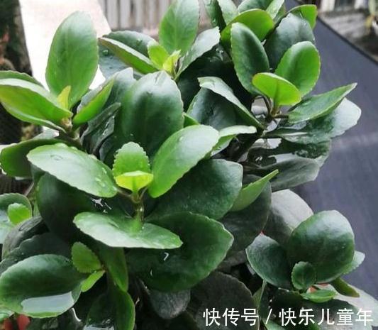 长寿花的5种注意事项你一定要了解，懂得这些它才能花开不断