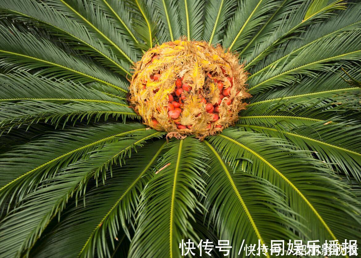 养花|3种霸气“吸毒”花,“镇宅旺财”,但是有毒,养花要知道