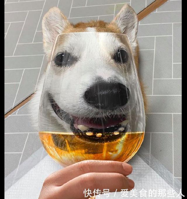 |通过高脚杯来看狗狗,它的模样表情太搞笑了,狗:笑够了没有?