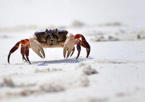 女性想要肌肤好，推荐吃三种食物，补充营养，清理血管，增强体质