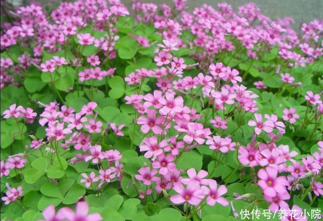 养护|外面遇到5种小植物，带回来做成小盆景，漂亮又美观