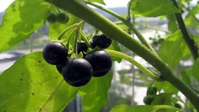 龙葵|农村这种长得像黑葡萄的野草,泡酒是一绝,遇见千万不要错过