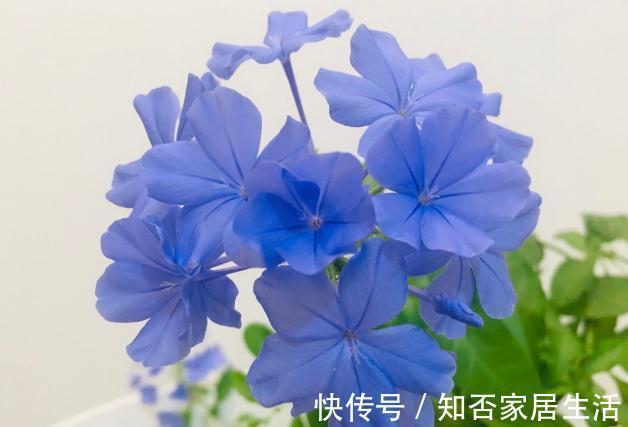 6种“便宜花”，稍加打理养成“棒棒糖”，给多少钱都不卖