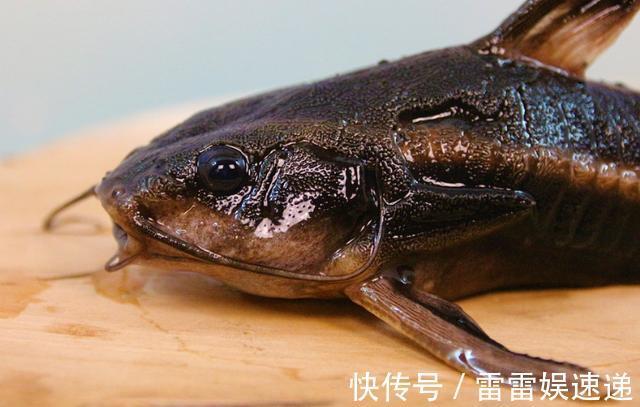 鳕鱼|宝宝吃鱼会变聪明,但吃法有讲究,这4种鱼被列入黑名单,慎吃