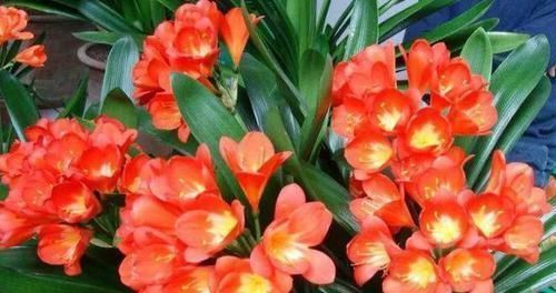 君子兰、蟹爪兰叶片打蔫,擦一擦,20天长油绿叶