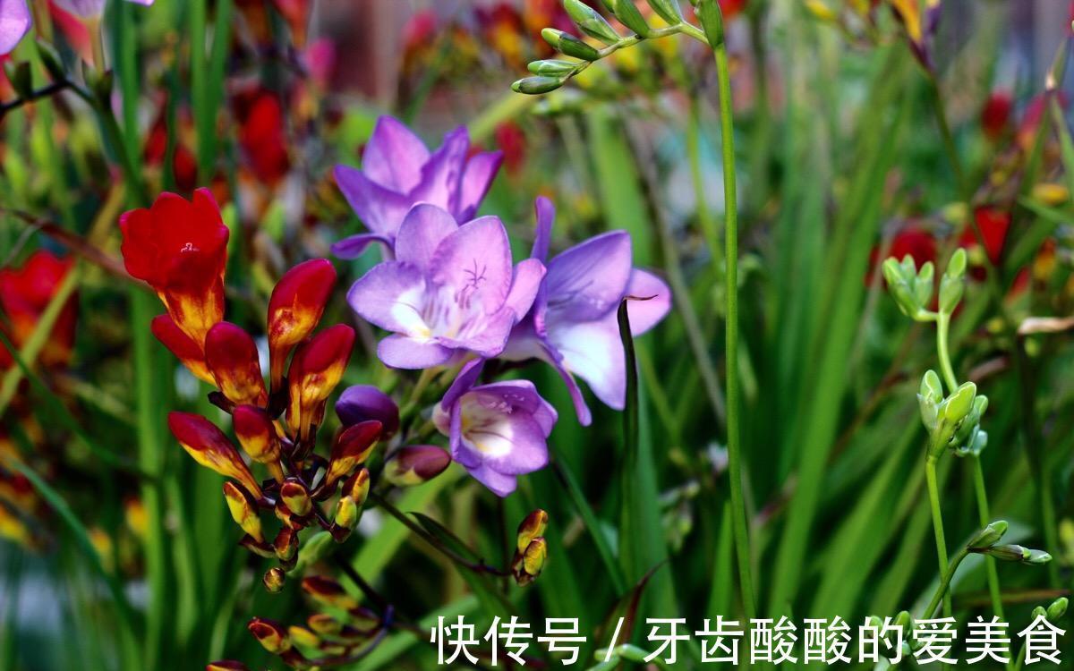 芦荟|6种“女人花”能吃又好闻,采花泡茶养容颜,女人养花,花养美女