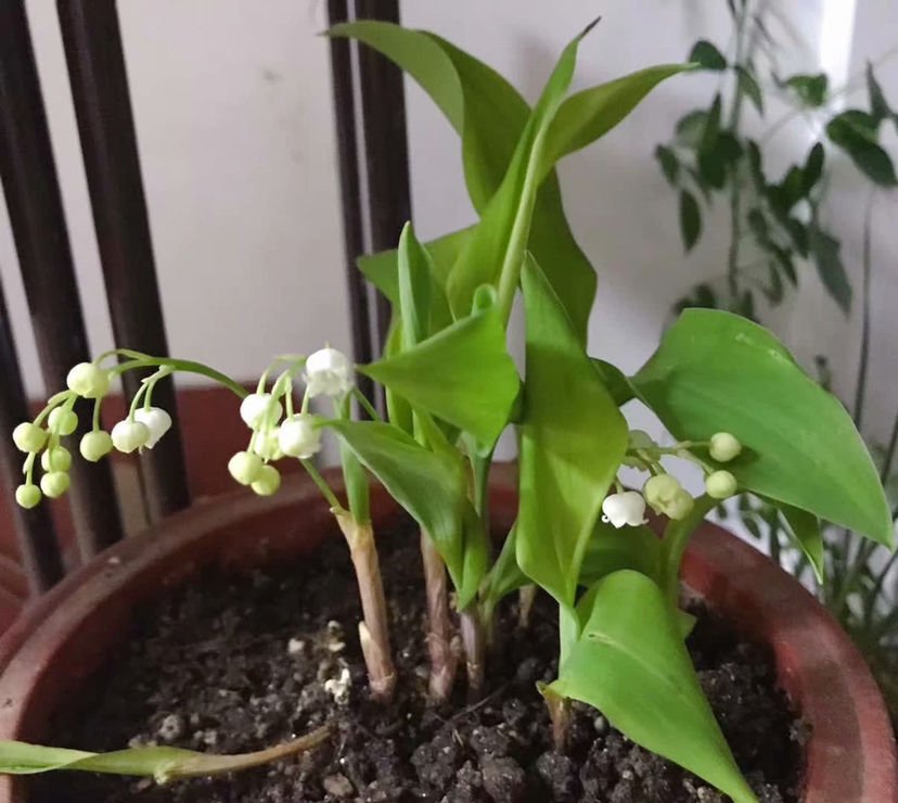 只能养1年的花，开完花就抓紧时间扔掉，再养也不开花