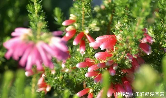 这3种花,零下20度冻不死,现在买一盆,新年不愁没花看