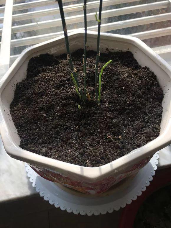 11月前,3种花该换盆了,再冷就迟了,过冬为难!