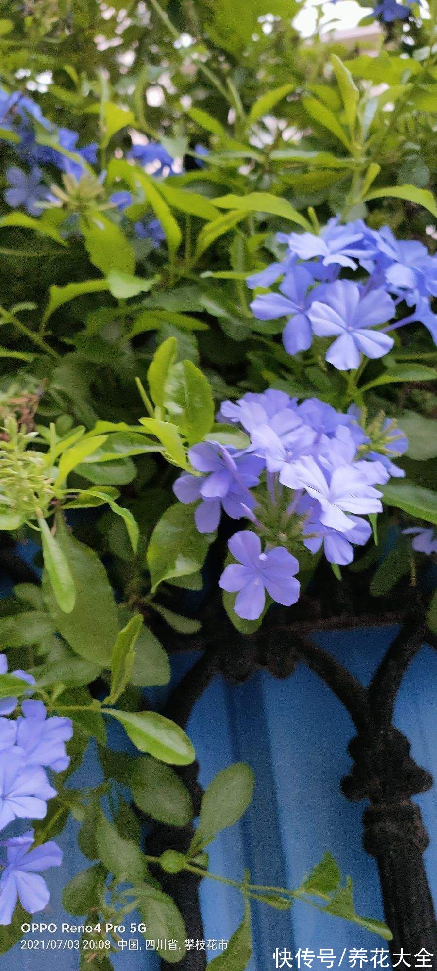 图鉴|100种常见花图鉴，图文并茂非常详细，收藏起来慢慢看