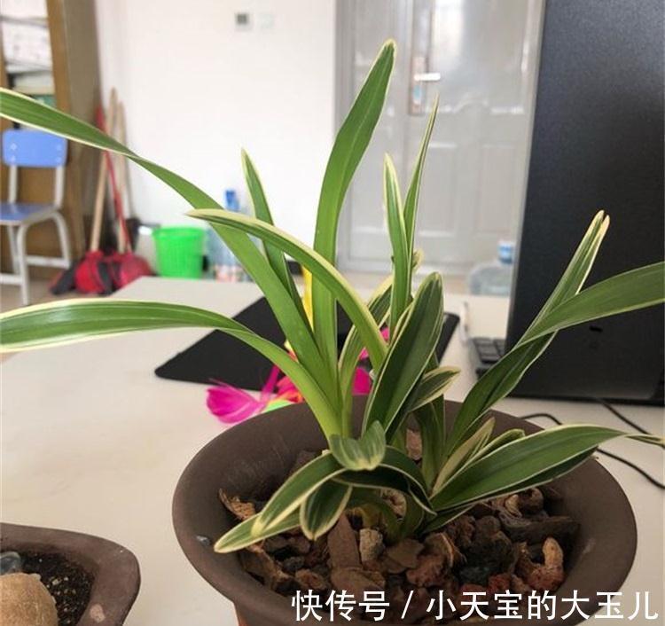 5个兰花浇水小技巧,防根腐,催根壮,简单实用,一学就会