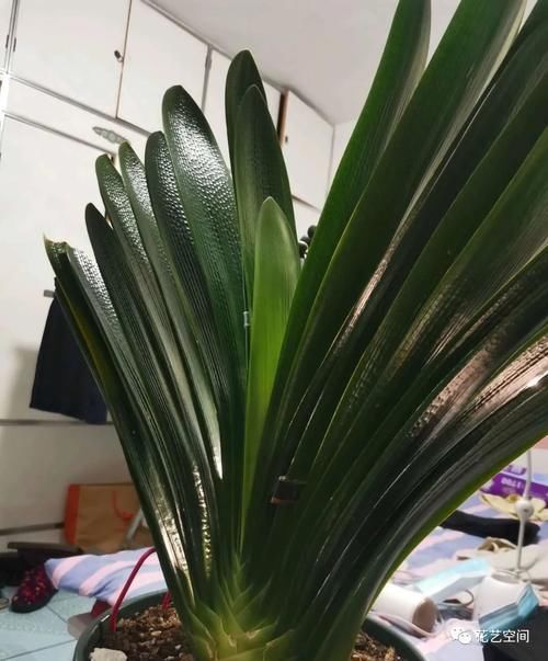 春暖花开,赶紧给这3种花换个土,加点料,三月过后疯了长!