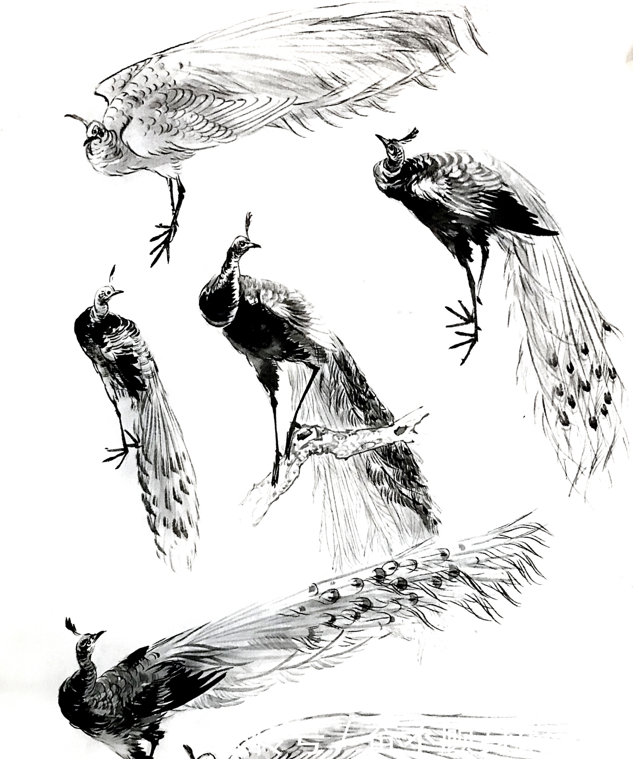 国家博物馆之疏影暗香:纪念张书旂诞辰120周年艺术展(下篇)