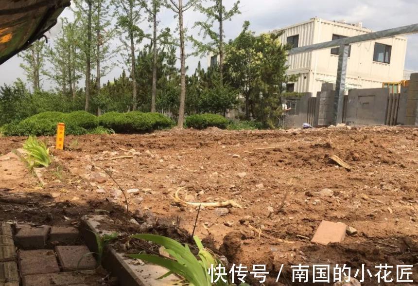 植物|绿化带里的这种土是养花“极品土”,走过路过不能错过!