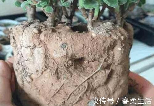 铲子|花盆土板结铲不动倒点“它”进去，5分钟变疏松