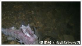 万峰湖：有人将钓起来的翘嘴鱼放在水里，转眼被吃得只剩个鱼头