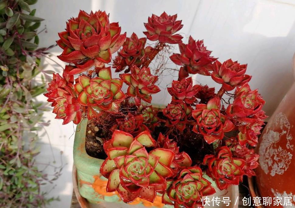 一要|多肉红不红就靠2点,一要看养护,二要看摆放,才能养出美状态