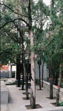 段子|搞笑GIF段子:这伴娘也太多了,这么大的车一车竟然坐不下!