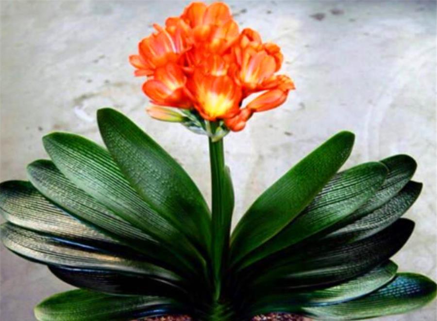 强光|夏天君子兰有5怕，难怪烂根黄叶度夏难，学会了根系茁壮叶子肥