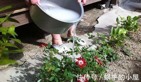 微量元|淘米水浇花有什么好处,掌握正确的方法非常关键