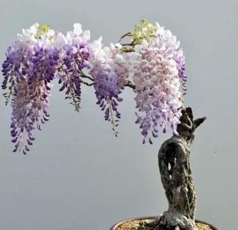 开眼|这种养不死的野草盆景,美到让人移不开眼,你确定不种一盆