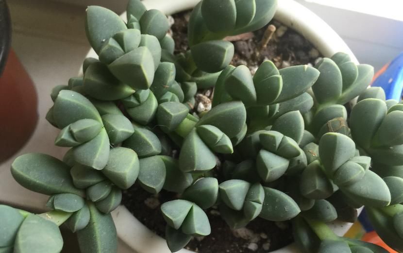 普货多肉不普通，选这3样盆栽成老桩，比贵货还受人欢迎