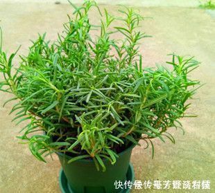 蚊虫不喜欢这种花,现在养养一盆,夏天连蚊香钱都省了