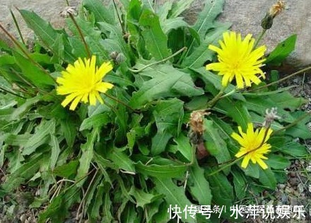 乳腺结节|中医蒲公英配它“天生一对”,坚持7天肾变强,肝干净口臭没!