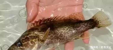  反而|注意了，搭配不当反而伤身！鱼不是你想吃就能吃的！