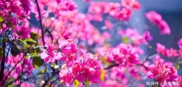 浣溪沙|晏殊意境最美的一首词,短短6句,成了难以超越的经典,美得心醉