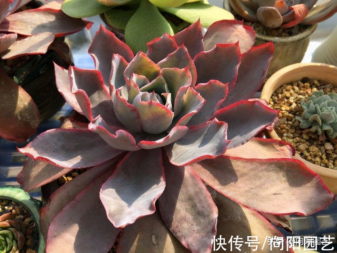 家庭养多肉,不要用颗粒土,泥炭土很实用,浇1次水顶1个月