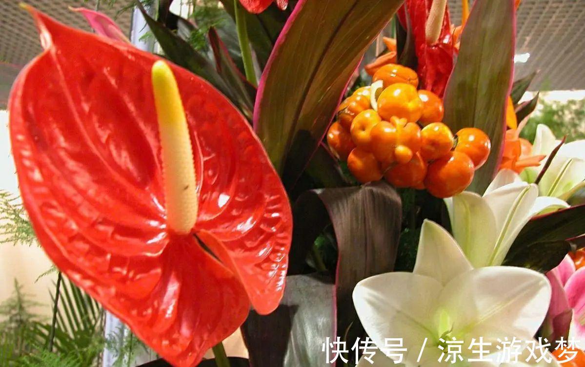 家里养盆好运花，花朵红艳又大气，越养越喜人