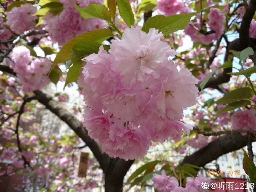 休眠|9种花,必须低温春化,冻满1个月以上才行!