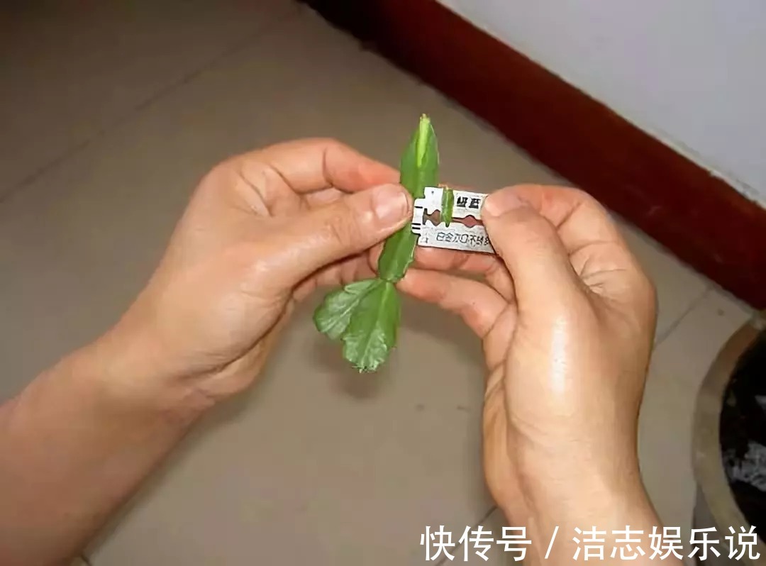 这东西和蟹爪兰天生一对,嫁接百分百活,轻松变身蟹爪兰大树!