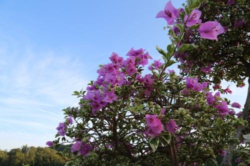 夏天养好三角梅并不难，教你花芽开满枝头！