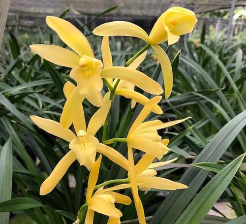  超高|性价比超高的3款兰花，款款精品，大花浓香，栽种容易，四季开花