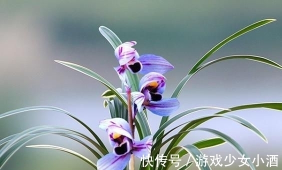 花色独一无二的“紫月荷”,梦幻奇特,花香四溢,新手花迷也能养