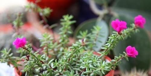 泡过土豆丝的水,别着急倒掉!拿来浇花,一年能省不少钱