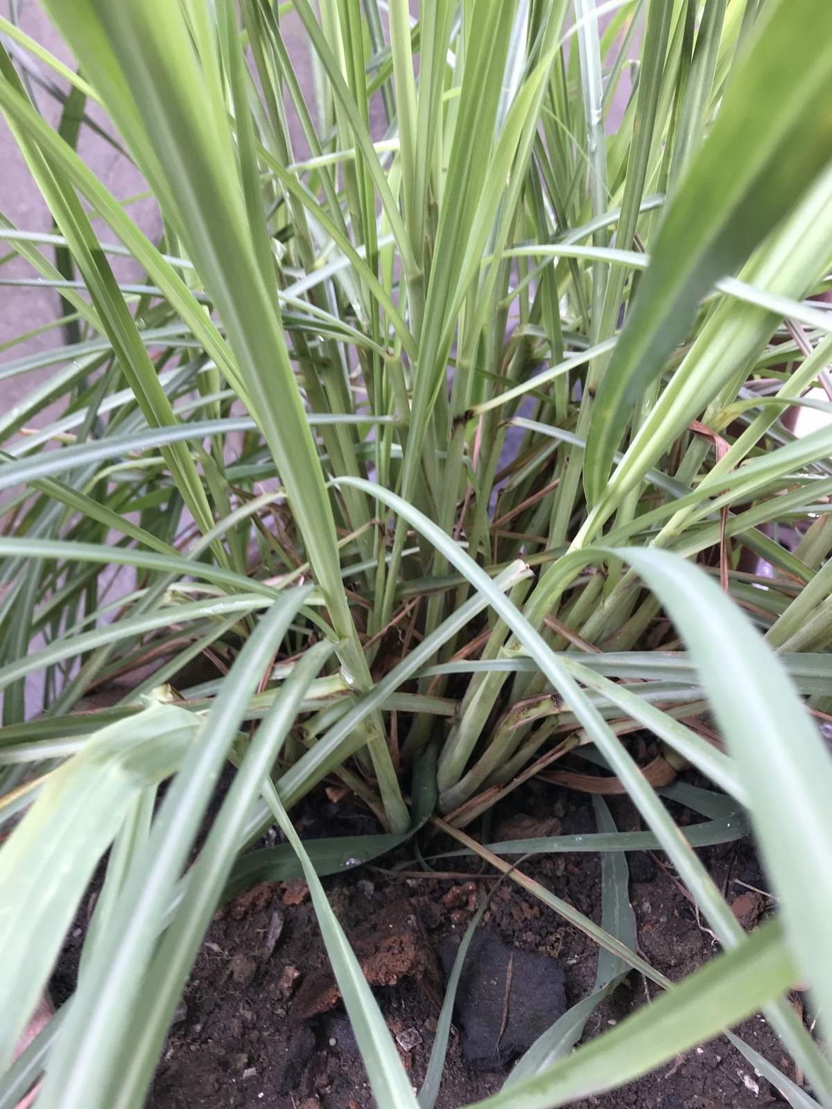 老中医都爱养的花，养在家里好处多，养人养身心