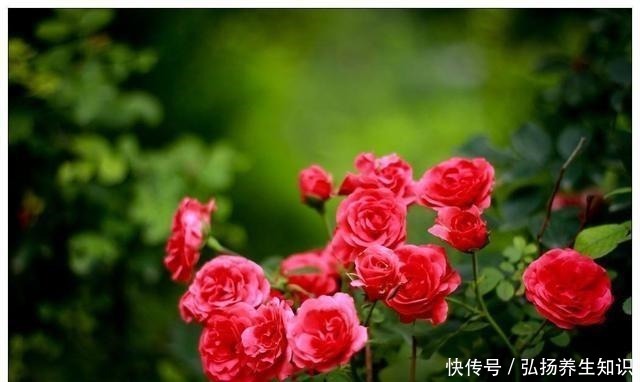 茉莉花|什么样的人就喜欢什么样的花,这几种花家里养,那就是怎么样的人!