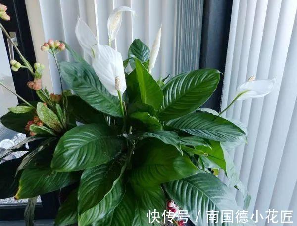 白掌|5种“漂亮花”,从来不生虫,家里干净卫生,花开不断,真省心