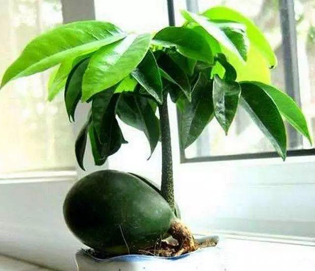 大肚子|6种耐旱花,“大肚子”里面都是水,一个月不浇也没事!