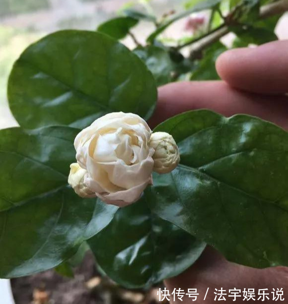 养花|淘米水啤酒水,真不如这种水,养花一绝,浇一盆旺一盆