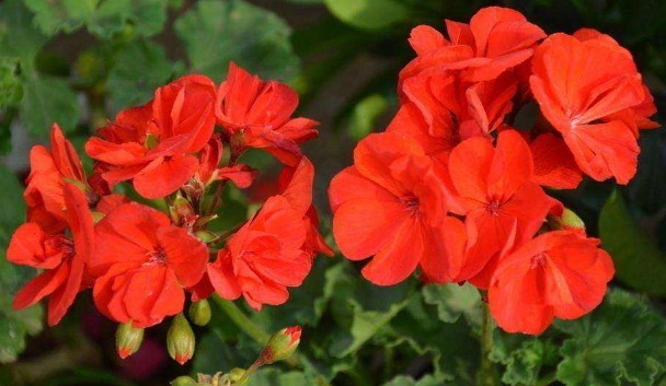 养长寿花、天竺葵的小技巧,学会了让长寿花花开爆盆!