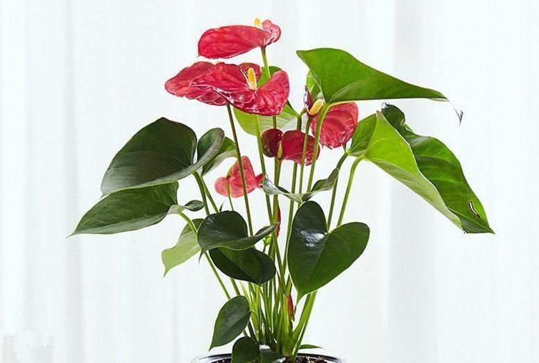 见证|养花还愁长不好土里放点它,啥花见了也呼呼长,十几年见证