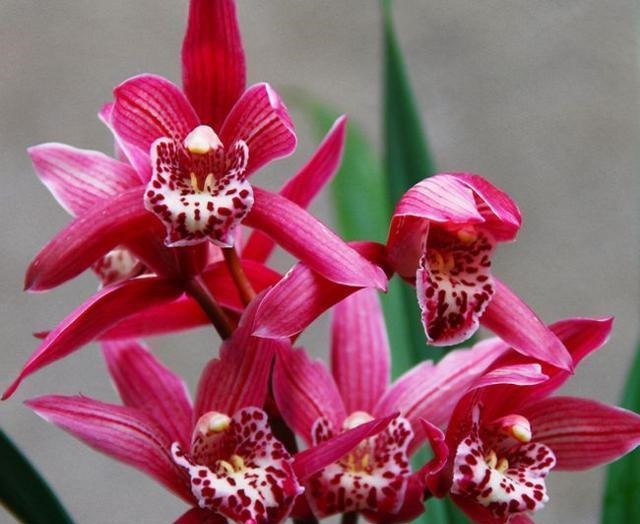 新手养兰花,注意“三细节”,花姿优雅,一年能花开四五次