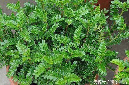 耐旱|越少浇水越长得好,它特耐旱可30天不浇水,盆栽在家十分好养